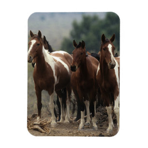 Wild Mustang Horses 7 Magneet