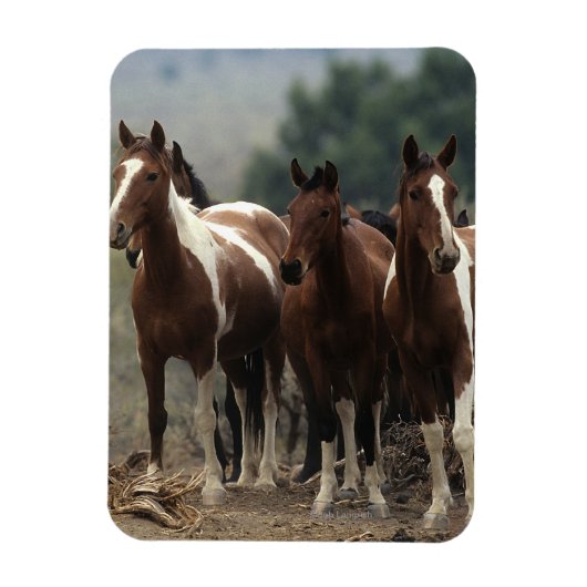 Wild Mustang Horses 7 Magneet (Verticaal)
