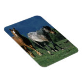 Wild Mustang Horses Magneet (Rechterzijde)