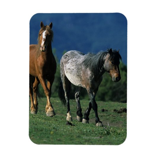Wild Mustang Horses Magneet (Verticaal)