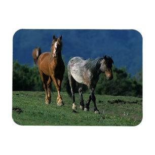 Wild Mustang Horses Magneet
