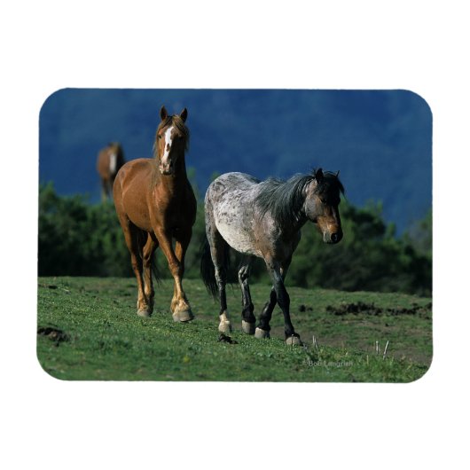 Wild Mustang Horses Magneet (Horizontaal)