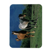 Wild Mustang Horses Magneet (Verticaal)