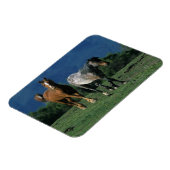 Wild Mustang Horses Magneet (Linkerzijde)