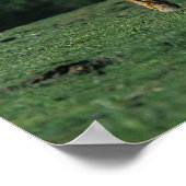 Wild Mustang Horses Poster (Hoek)