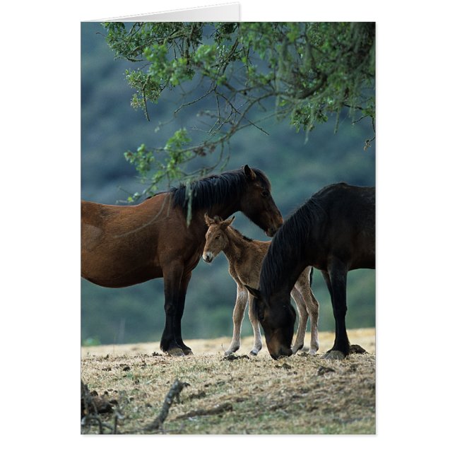 Wild Mustang Mare & Foal (Voorkant)