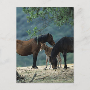 Wild Mustang Mare & Foal Briefkaart