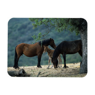 Wild Mustang Mare & Foal Magneet