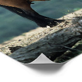 Wild Mustang Mare & Foal Poster (Hoek)