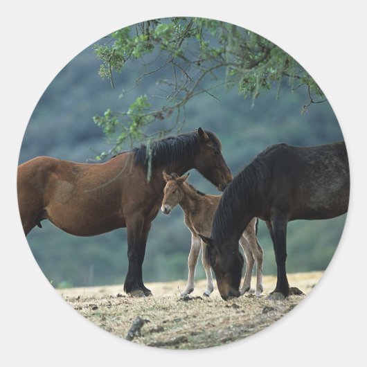 Wild Mustang Mare & Foal Ronde Sticker (Voorkant)
