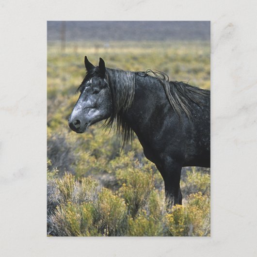 Wild Mustang Paard in de woestijn Briefkaart (Voorkant)