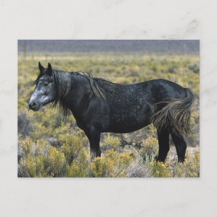 Wild Mustang Paard in de woestijn Briefkaart