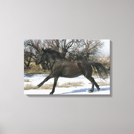 Wild Mustang Paard in sneeuw 2 Canvas Afdruk (Voorkant)