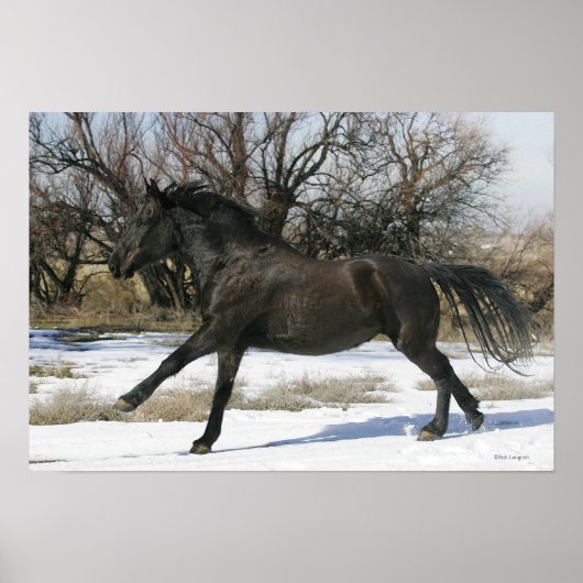 Wild Mustang Paard in sneeuw 2 Poster (Voorkant)