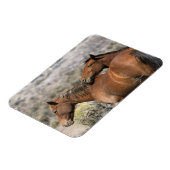 Wild Mustang Paarden die aanraken Magneet (Linkerzijde)