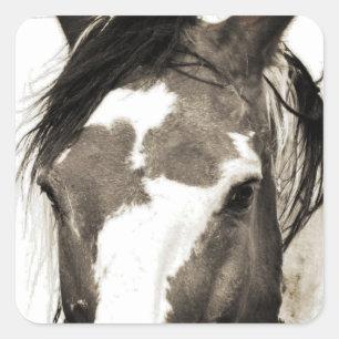 Wild Mustang Paint Horse Stallion Picasso Stickers