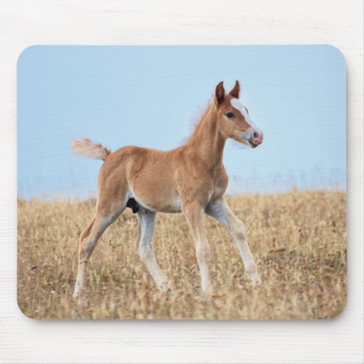 wild mustang veulen muismat (Voorkant)