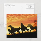 Wild Mustangs Briefkaart (Voorkant / Achterkant)