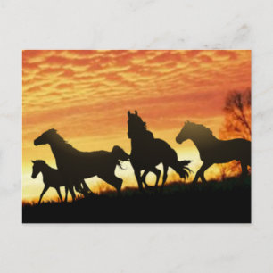 Wild Mustangs Briefkaart