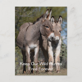 Wild Mustangs Forever Briefkaart