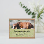 Wild Mustangs Forever Briefkaart (Staand voorkant)