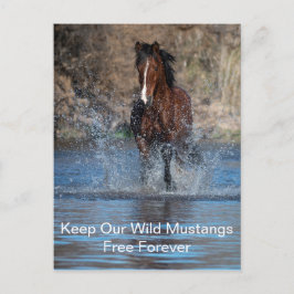 Wild Mustangs Forever Briefkaart