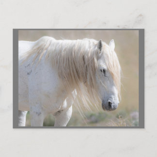 Wild Mustangs Forever Briefkaart