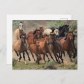 Wild Mustangs Horse Briefkaart (Voorkant / Achterkant)