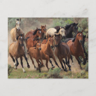 Wild Mustangs Horse Briefkaart