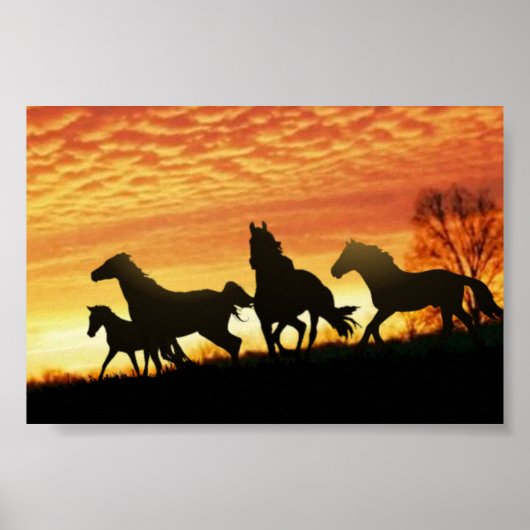 Wild Mustangs Poster (Voorkant)