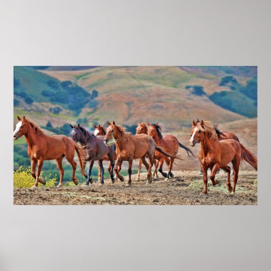 Wild Mustangs Poster (Voorkant)
