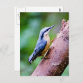 Wild Nuthatch in de Bossen - Postkaart (Voorkant / Achterkant)