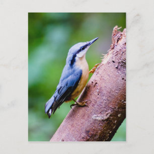Wild Nuthatch In The Woods - Carte postale