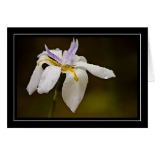 Wild Orchid Blank Card