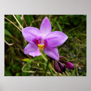 Wild Orchid Paarse Tropische Bloem Poster