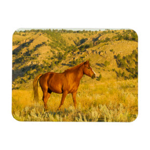 Wild paard asiel. magneet