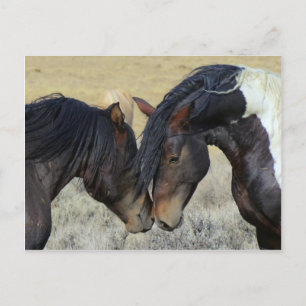 Wild paard briefkaart