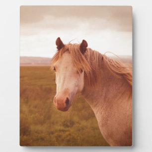 wild paard fotoplaat
