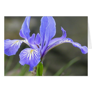 Wild Paars Iris