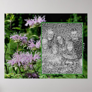 Wild Paarse Bee Balm Lijst Uw foto toevoegen Poster