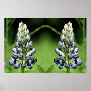 Wild Paarse Lupine Flower Mirror Abstract Poster