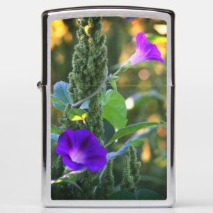 Wild Paarse Morning Glory Flowers  