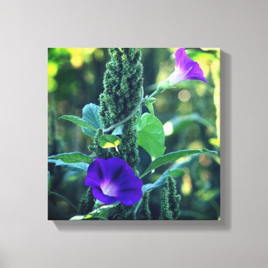 Wild Paarse Morning Glory Flowers Canvas Afdruk (Voorkant)