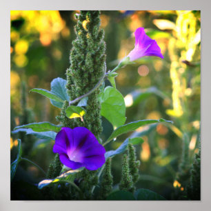 Wild Paarse Morning Glory Flowers Poster