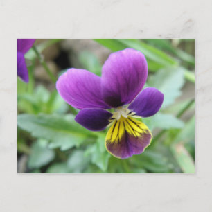 Wild Pansy Briefkaart