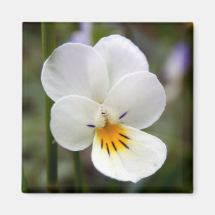 Wild Pansy Magnet Magneet