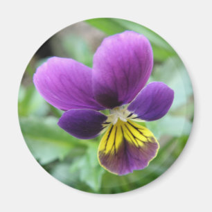 Wild Pansy Magnet Magneet