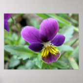 Wild Pansy Print (Voorkant)