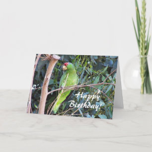 Wild Parrot Birthday Card Kaart