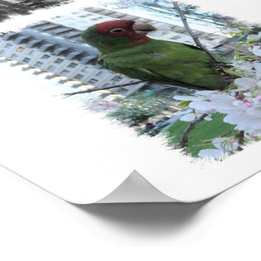 Wild Parrot van S.F. Poster (Hoek)